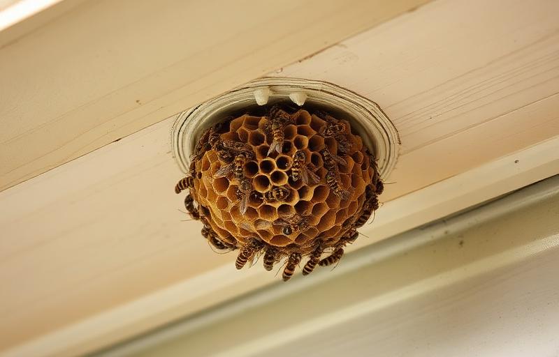 Close-up photograph of wasps & hornets found in Iowa homes